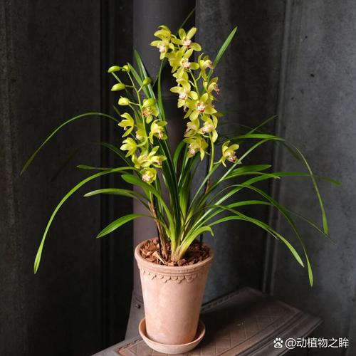 兰花对阳光有什么要求，兰花对阳光有什么要求和作用-第5张图片-优品飞百科