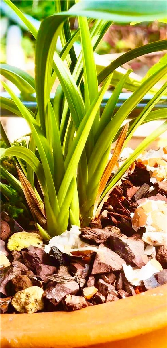 兰花对阳光有什么要求，兰花对阳光有什么要求和作用-第6张图片-优品飞百科