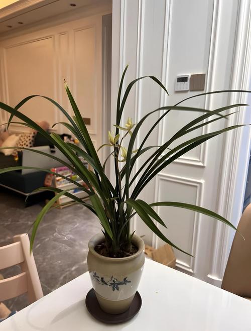 兰花对阳光有什么要求，兰花对阳光有什么要求和作用-第7张图片-优品飞百科