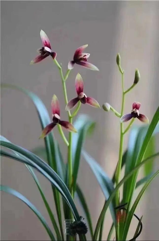 兰花对阳光有什么要求，兰花对阳光有什么要求和作用-第8张图片-优品飞百科