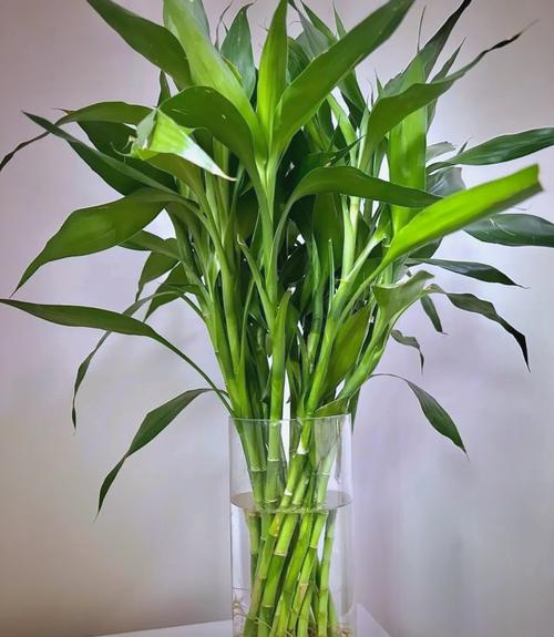 镇宅招财旺人的植物，最旺财又镇宅的植物？-第2张图片-优品飞百科