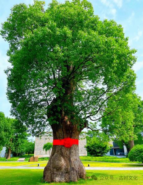 镇宅招财旺人的植物，最旺财又镇宅的植物？-第3张图片-优品飞百科