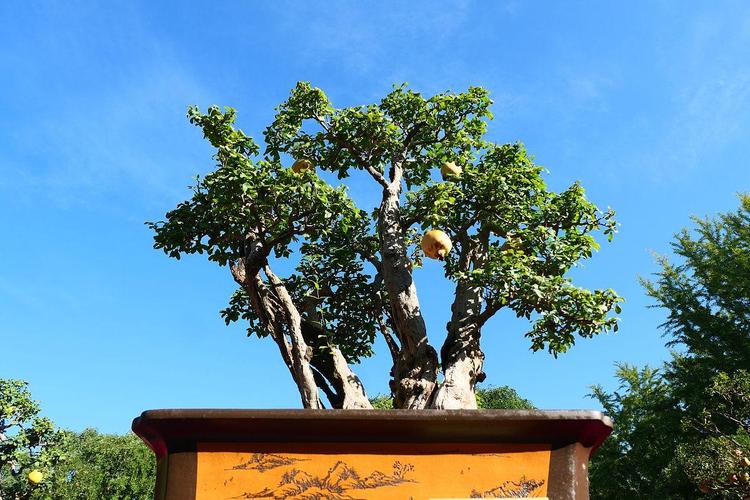 镇宅招财旺人的植物，最旺财又镇宅的植物？-第4张图片-优品飞百科