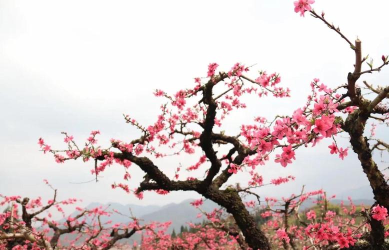 连平一周天气预报?连平天气预报15天查询百度知道?-第2张图片-优品飞百科 连平一周天气预报?连平天气预报15天查询百度知道?-第2张图片-优品飞百科