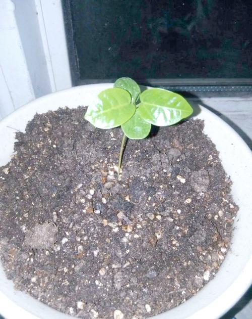 百香果树苗几年结果，结果期可以换盆吗，百香果苗种多久才能开花结果？-第2张图片-优品飞百科