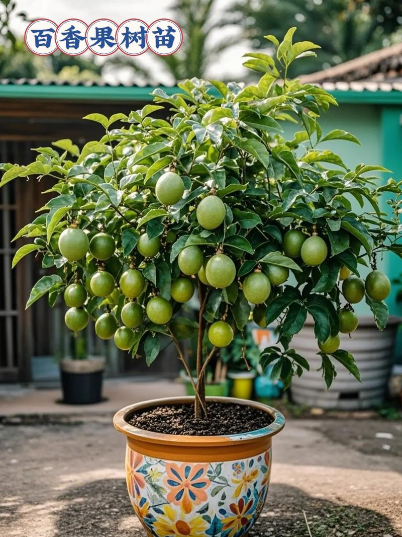 百香果树苗几年结果，结果期可以换盆吗，百香果苗种多久才能开花结果？-第3张图片-优品飞百科