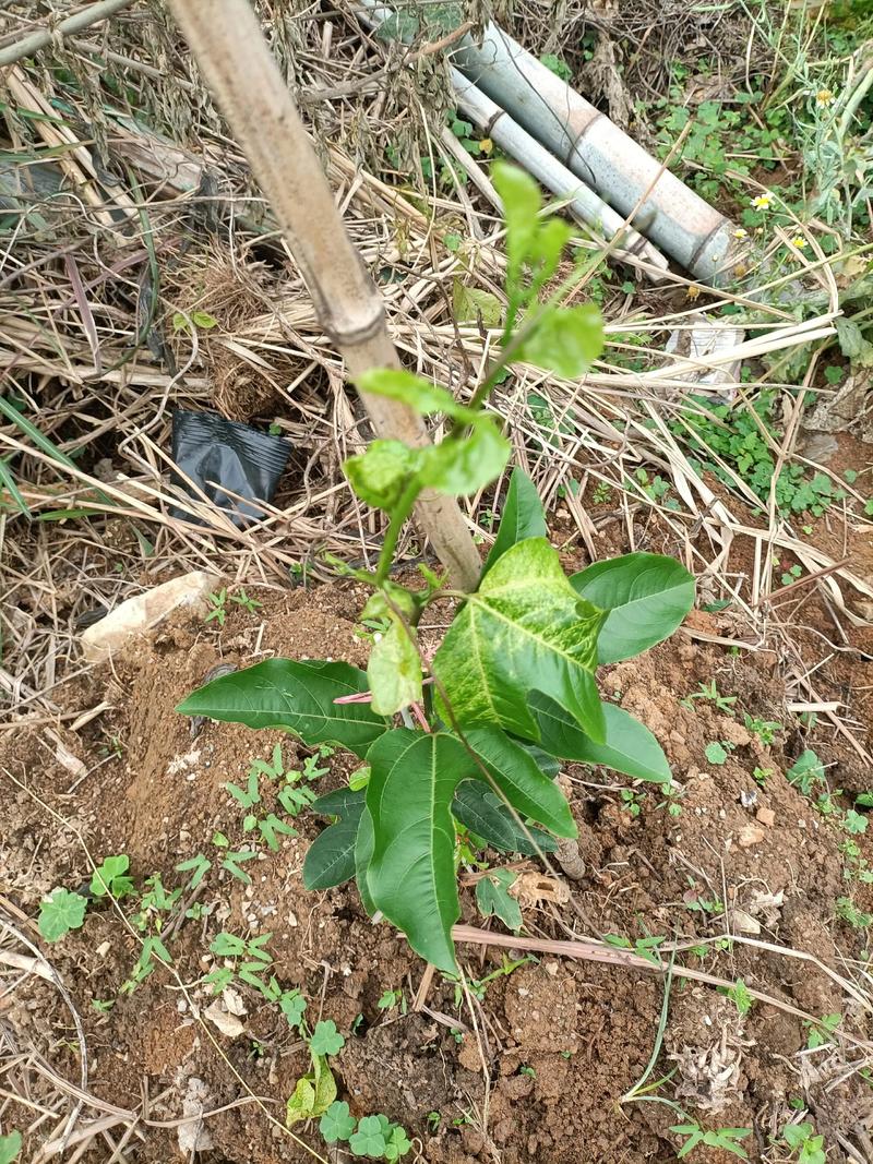 百香果树苗几年结果，结果期可以换盆吗，百香果苗种多久才能开花结果？-第5张图片-优品飞百科
