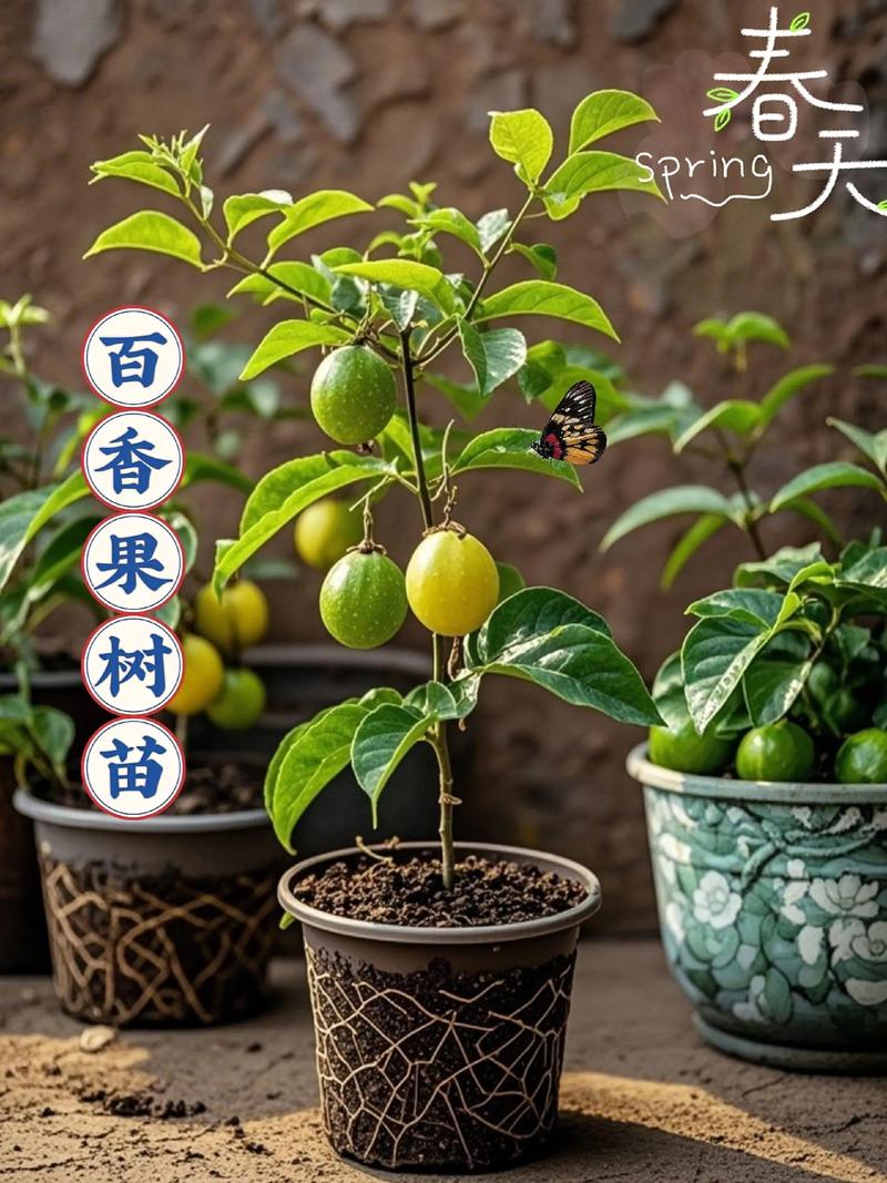 百香果树苗几年结果，结果期可以换盆吗，百香果苗种多久才能开花结果？-第6张图片-优品飞百科