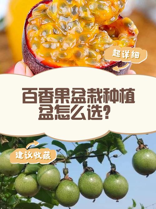 百香果树苗几年结果，结果期可以换盆吗，百香果苗种多久才能开花结果？-第7张图片-优品飞百科