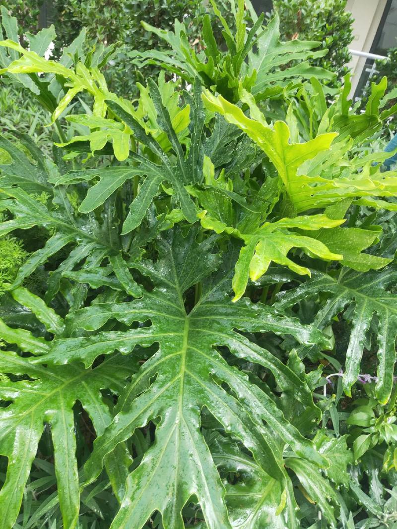 春羽的花语和寓意，适合送给什么人，春羽的花色