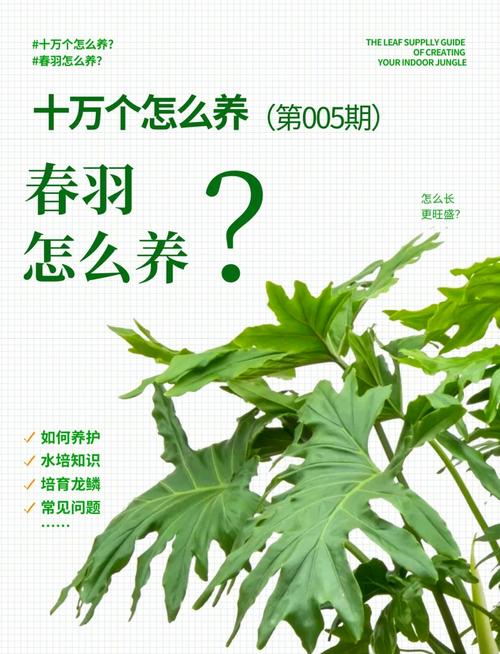 春羽的花语和寓意,适合送给什么人,春羽的花色-第2张图片-优品飞百科 春羽的花语和寓意,适合送给什么人,春羽的花色-第2张图片-优品飞百科