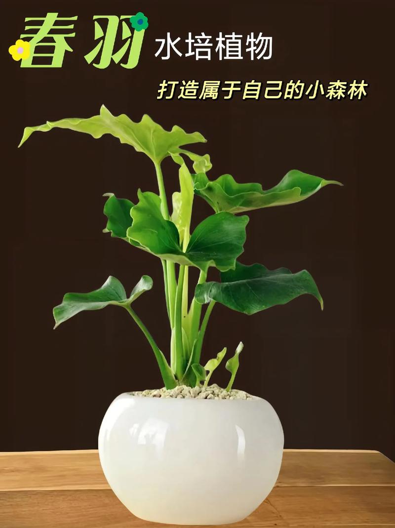 春羽的花语和寓意,适合送给什么人,春羽的花色-第3张图片-优品飞百科 春羽的花语和寓意,适合送给什么人,春羽的花色-第3张图片-优品飞百科