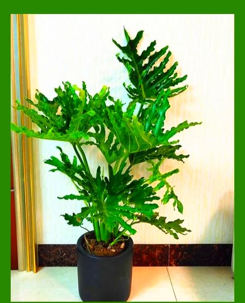 春羽的花语和寓意,适合送给什么人,春羽的花色-第4张图片-优品飞百科 春羽的花语和寓意,适合送给什么人,春羽的花色-第4张图片-优品飞百科