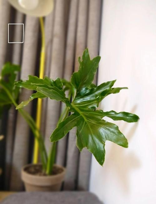 春羽的花语和寓意,适合送给什么人,春羽的花色-第5张图片-优品飞百科 春羽的花语和寓意,适合送给什么人,春羽的花色-第5张图片-优品飞百科