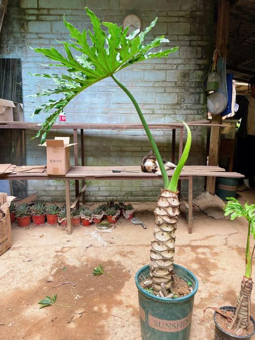 春羽的花语和寓意,适合送给什么人,春羽的花色-第6张图片-优品飞百科 春羽的花语和寓意,适合送给什么人,春羽的花色-第6张图片-优品飞百科