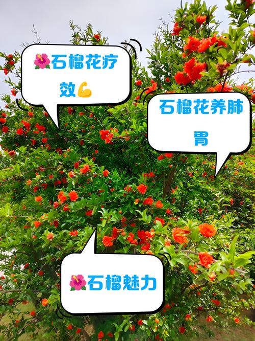 石榴花有什么作用？石榴花的功效与作用点？-第1张图片-优品飞百科
