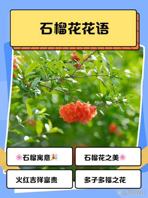石榴花有什么作用？石榴花的功效与作用点？-第2张图片-优品飞百科
