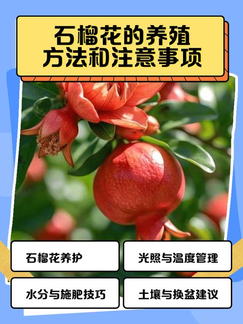 石榴花有什么作用？石榴花的功效与作用点？-第4张图片-优品飞百科