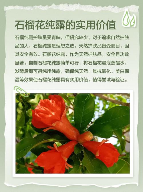 石榴花有什么作用？石榴花的功效与作用点？-第6张图片-优品飞百科