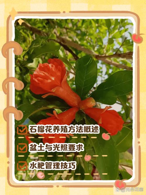 石榴花有什么作用？石榴花的功效与作用点？-第7张图片-优品飞百科