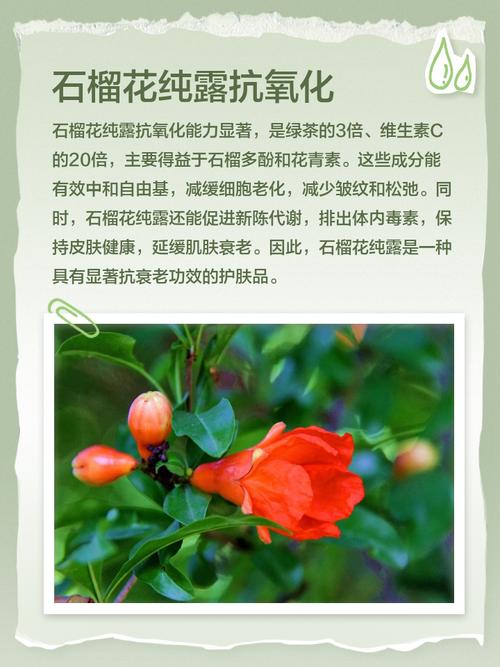 石榴花有什么作用？石榴花的功效与作用点？-第8张图片-优品飞百科