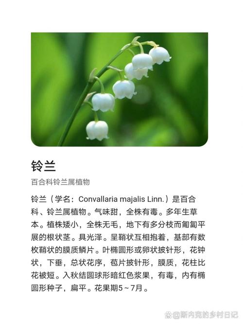 铃兰有毒吗，铃兰有毒吗适合家养吗？-第1张图片-优品飞百科