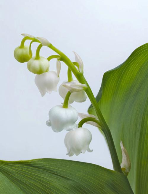 铃兰有毒吗，铃兰有毒吗适合家养吗？-第2张图片-优品飞百科