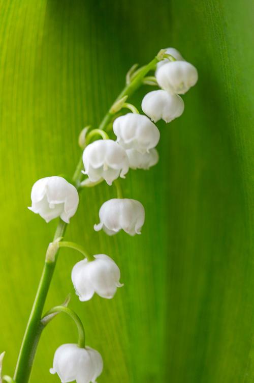 铃兰有毒吗，铃兰有毒吗适合家养吗？-第3张图片-优品飞百科