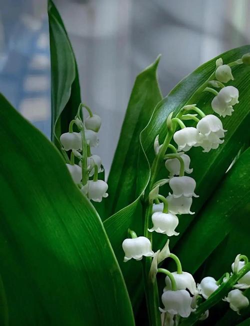 铃兰有毒吗，铃兰有毒吗适合家养吗？-第4张图片-优品飞百科