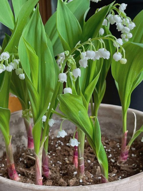 铃兰有毒吗，铃兰有毒吗适合家养吗？-第5张图片-优品飞百科