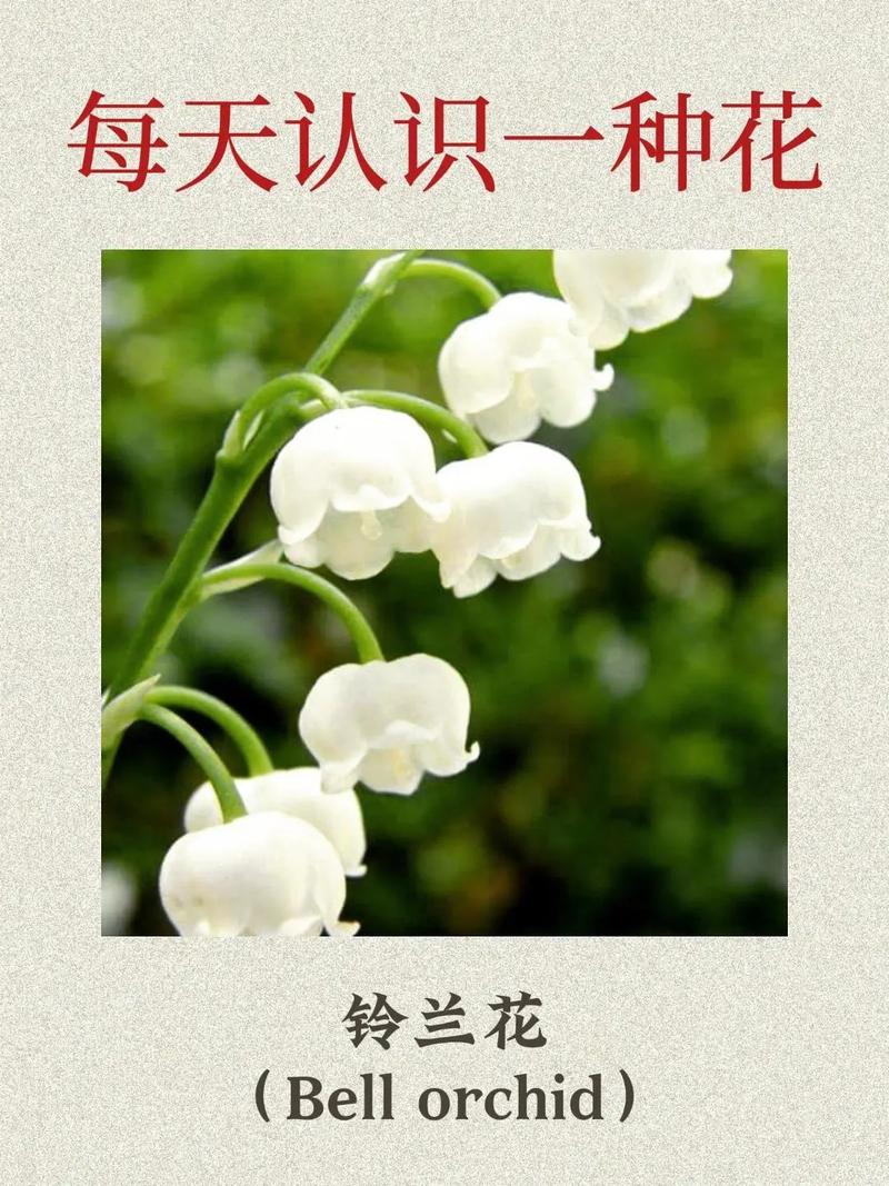 铃兰有毒吗，铃兰有毒吗适合家养吗？-第7张图片-优品飞百科