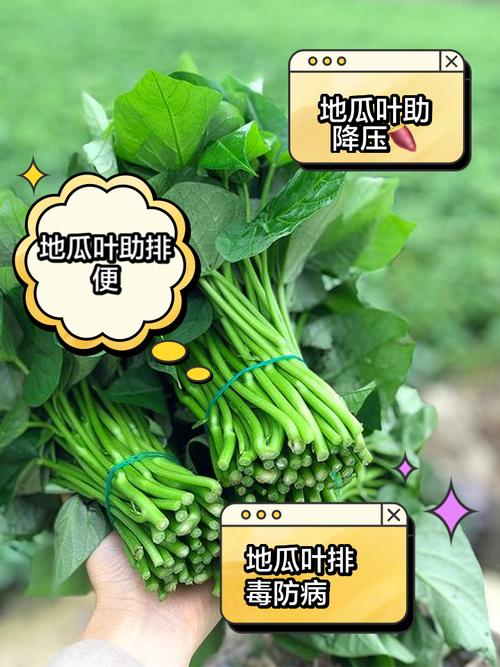 地瓜叶的功效与作用？猪吃地瓜叶的功效与作用？-第1张图片-优品飞百科