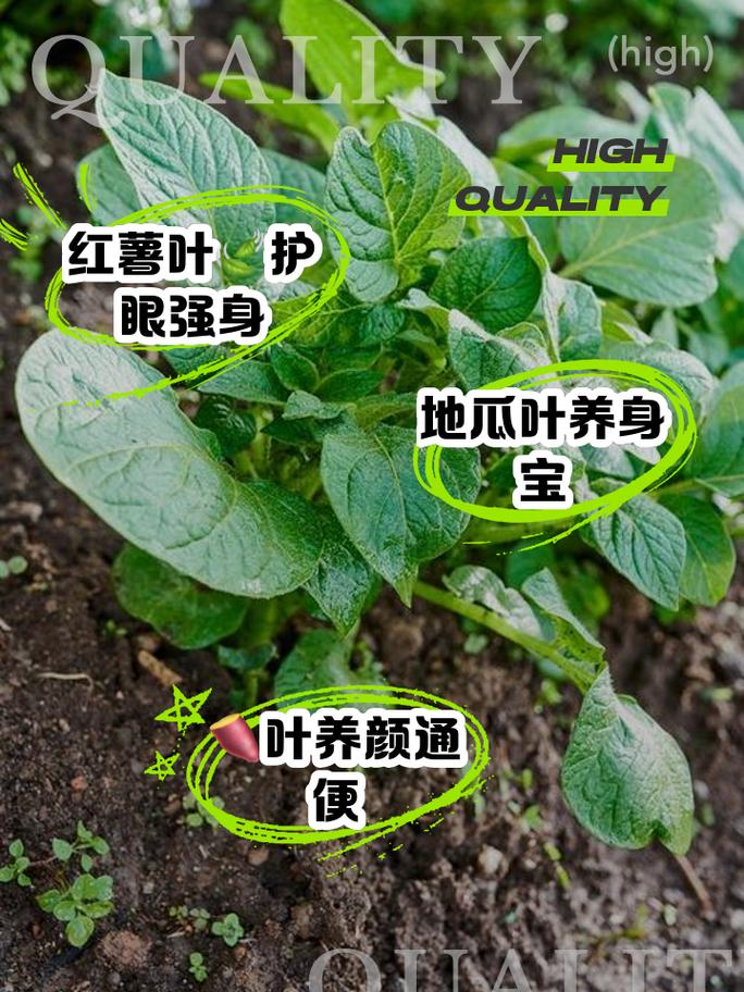 地瓜叶的功效与作用？猪吃地瓜叶的功效与作用？-第2张图片-优品飞百科