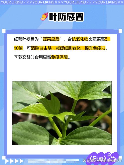 地瓜叶的功效与作用？猪吃地瓜叶的功效与作用？-第3张图片-优品飞百科