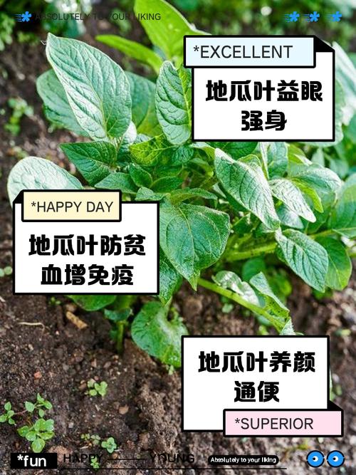 地瓜叶的功效与作用？猪吃地瓜叶的功效与作用？-第7张图片-优品飞百科