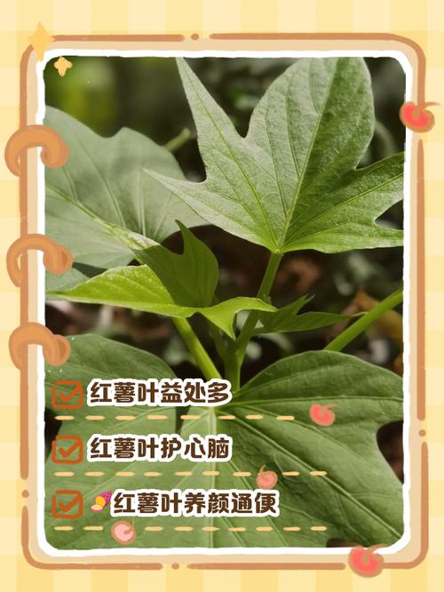 地瓜叶的功效与作用？猪吃地瓜叶的功效与作用？-第8张图片-优品飞百科