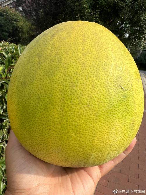 香泡树果实能吃吗，几年能结果，香泡树几年可以长大