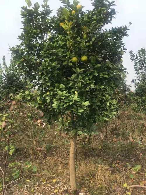 香泡树果实能吃吗,几年能结果,香泡树几年可以长大-第3张图片-优品飞百科 香泡树果实能吃吗,几年能结果,香泡树几年可以长大-第3张图片-优品飞百科