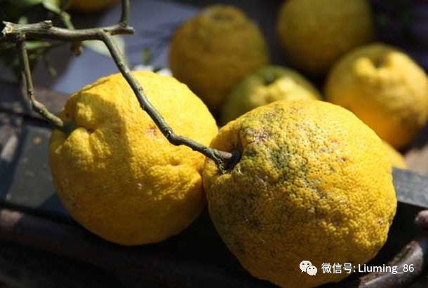 香泡树果实能吃吗,几年能结果,香泡树几年可以长大-第4张图片-优品飞百科 香泡树果实能吃吗,几年能结果,香泡树几年可以长大-第4张图片-优品飞百科