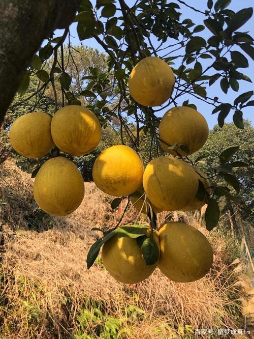 香泡树果实能吃吗,几年能结果,香泡树几年可以长大-第5张图片-优品飞百科 香泡树果实能吃吗,几年能结果,香泡树几年可以长大-第5张图片-优品飞百科