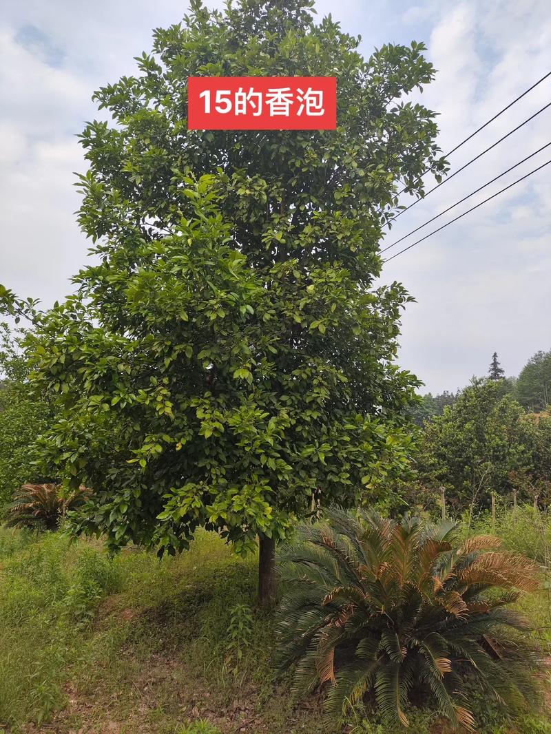 香泡树果实能吃吗,几年能结果,香泡树几年可以长大-第6张图片-优品飞百科 香泡树果实能吃吗,几年能结果,香泡树几年可以长大-第6张图片-优品飞百科