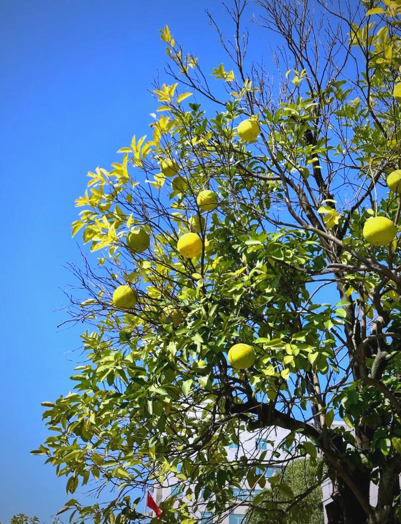 香泡树果实能吃吗,几年能结果,香泡树几年可以长大-第7张图片-优品飞百科 香泡树果实能吃吗,几年能结果,香泡树几年可以长大-第7张图片-优品飞百科