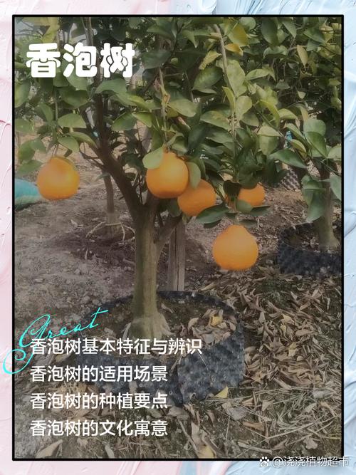 香泡树果实能吃吗,几年能结果,香泡树几年可以长大-第8张图片-优品飞百科 香泡树果实能吃吗,几年能结果,香泡树几年可以长大-第8张图片-优品飞百科