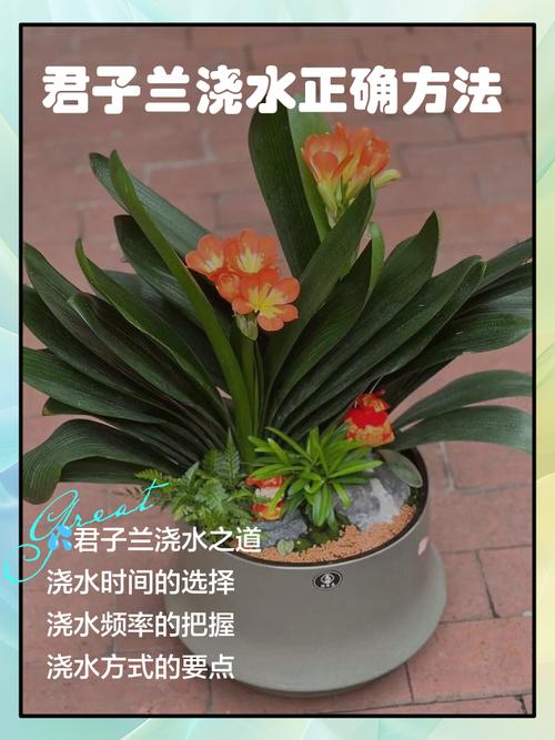 君子兰怎么浇水，君子兰浇水小窍门，君子兰怎样浇水好？-第1张图片-优品飞百科