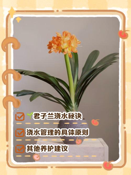 君子兰怎么浇水，君子兰浇水小窍门，君子兰怎样浇水好？-第2张图片-优品飞百科