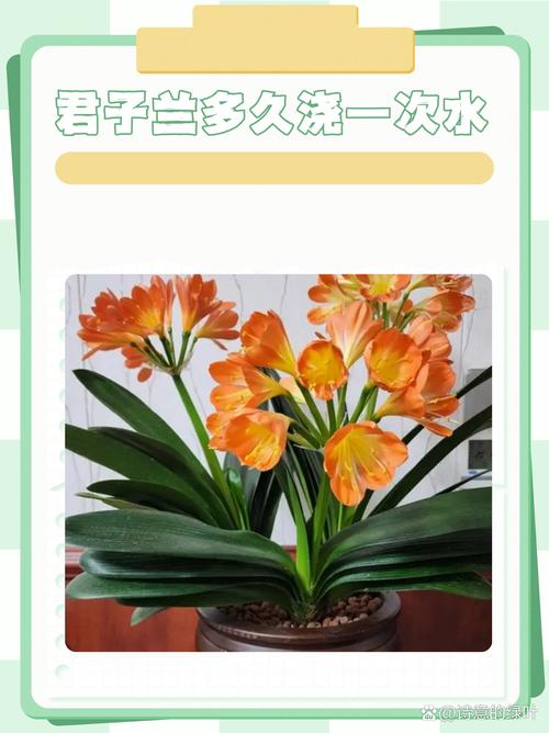 君子兰怎么浇水，君子兰浇水小窍门，君子兰怎样浇水好？-第3张图片-优品飞百科