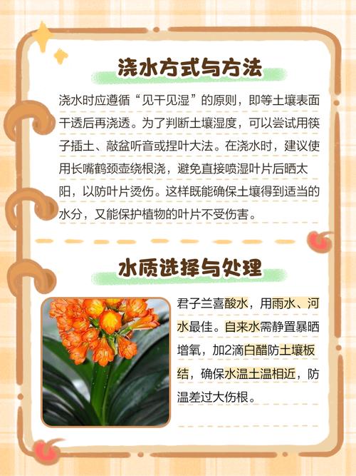 君子兰怎么浇水，君子兰浇水小窍门，君子兰怎样浇水好？-第4张图片-优品飞百科