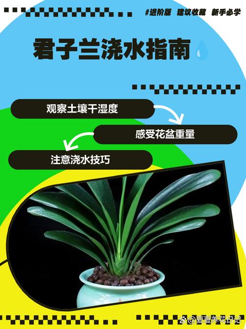 君子兰怎么浇水，君子兰浇水小窍门，君子兰怎样浇水好？-第5张图片-优品飞百科