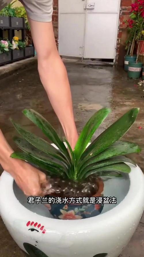 君子兰怎么浇水，君子兰浇水小窍门，君子兰怎样浇水好？-第6张图片-优品飞百科
