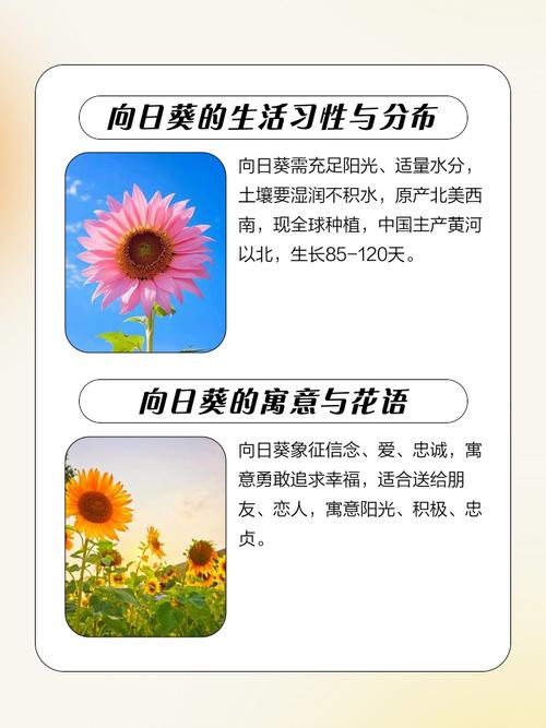 向日葵象征着什么意思，关于向日葵的资料，向日葵的含义是什么?象征什么?-第1张图片-优品飞百科
